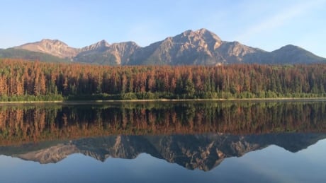 Pyramid Mountain pine beetle