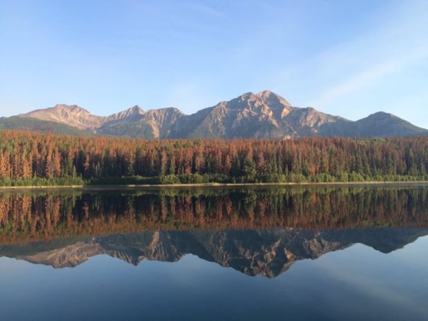 Pyramid Mountain pine beetle
