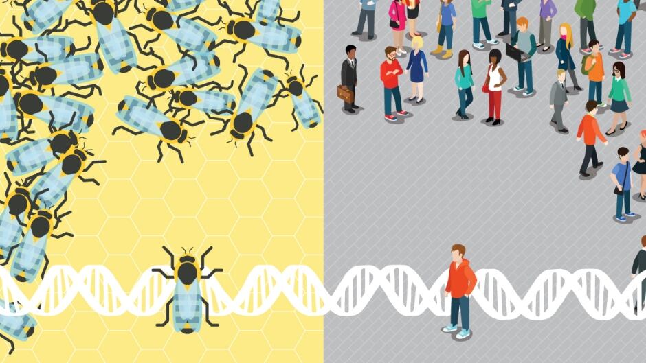 Socially unresponsive bees share something fundamental with autistic humans, new research finds.