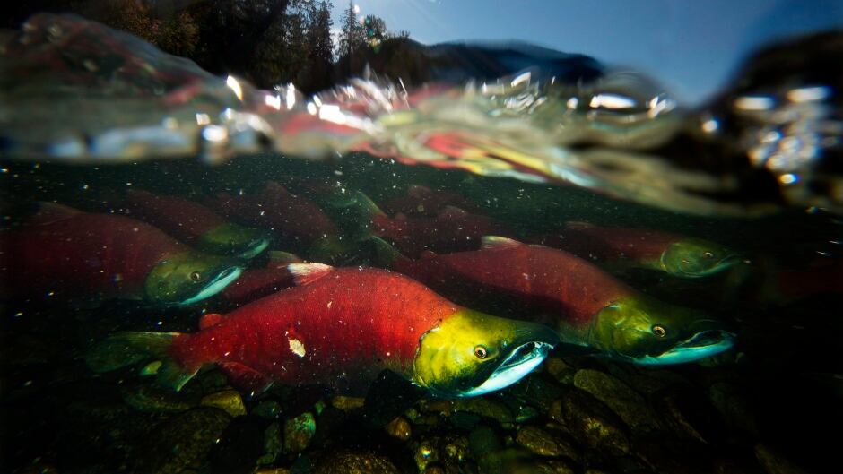 Salmon are completing a several hundred kilometre journey from the Pacific Ocean to spawn.