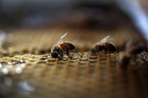 Honeybee
