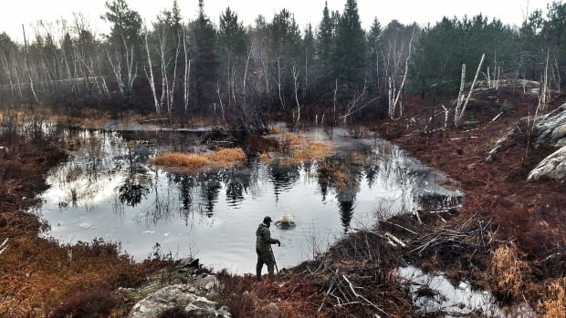 beavers flooding