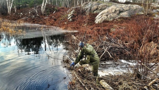beavers flooding sudbury