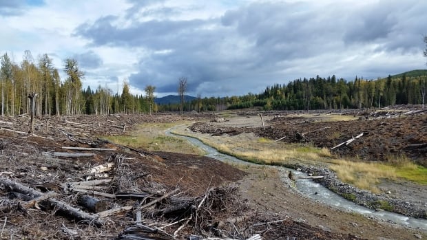 Mount Polley site - Hazeltine Creek