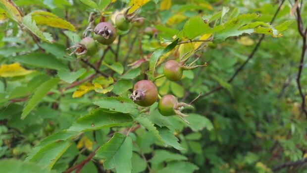 Rosehips