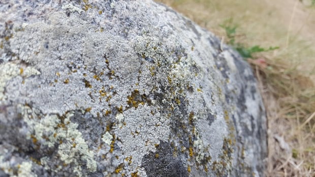 Lichen
