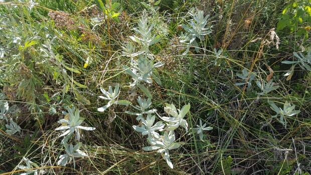 Female Sage