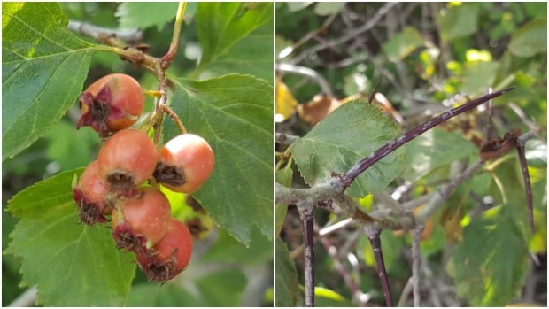 Hawthorn