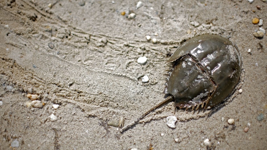 The blood of the American horseshoe crab has special medical properties that play an important role in the life of anyone who has received an injectable medication.