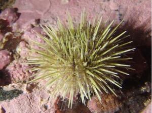 green sea urchin