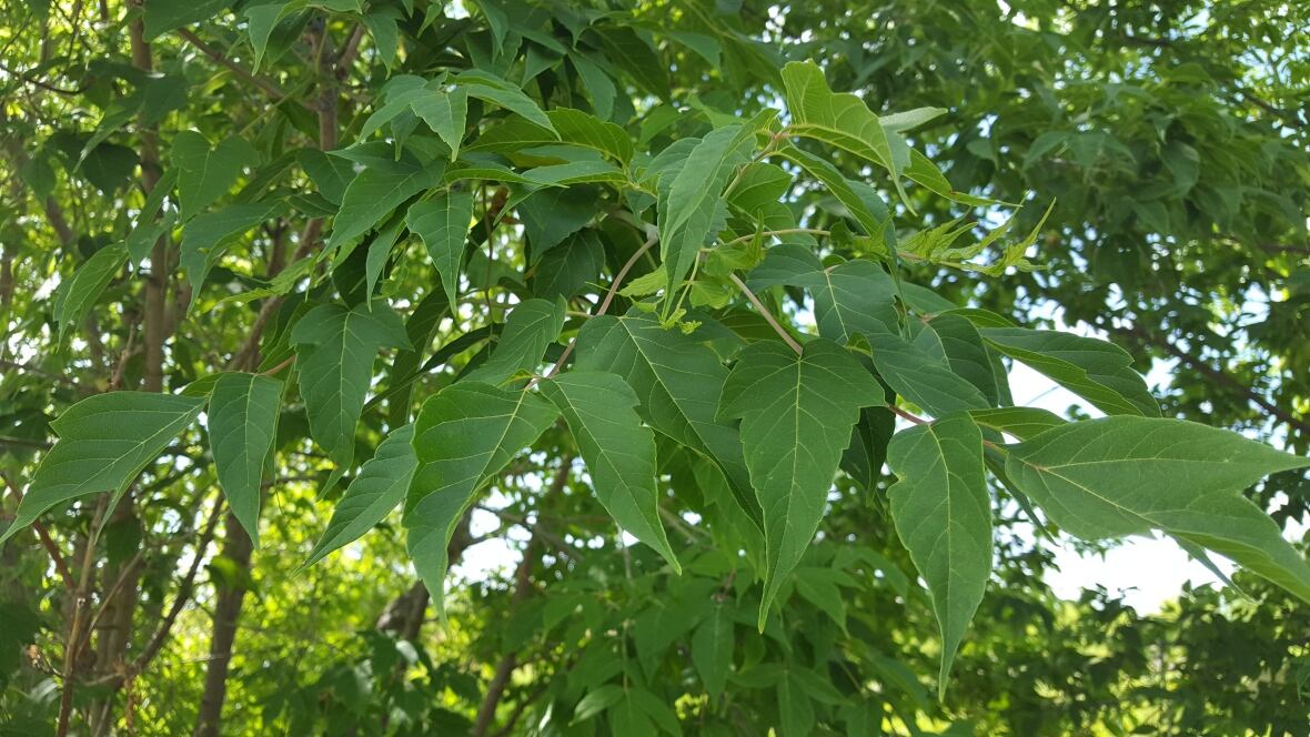 Invasive Manitoba maples to be removed from New Hamburg dike
