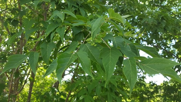 Manitoba maple