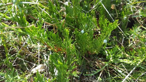 Creeping Juniper