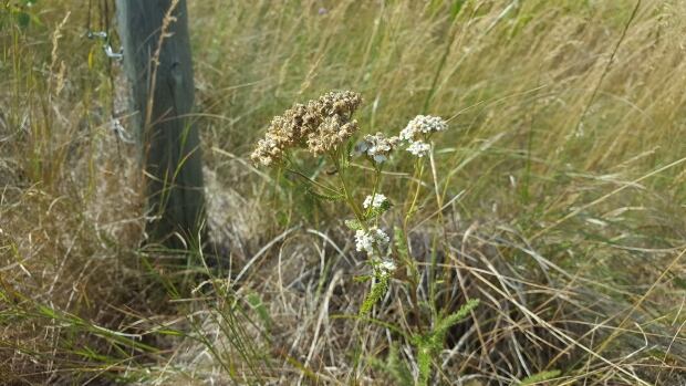 Yarrow