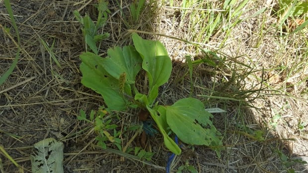 Plantain