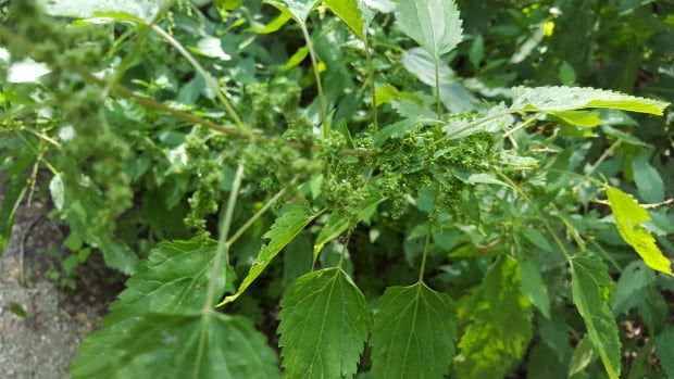 Stinging nettles