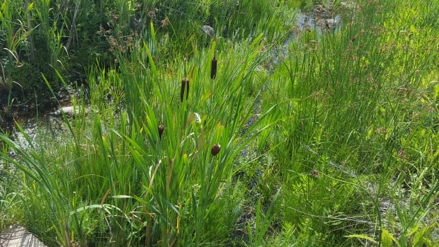 Cattails