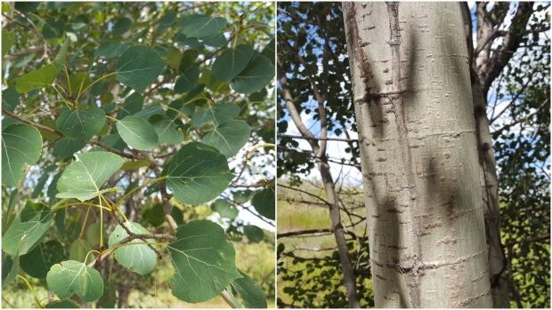 Trembling aspen
