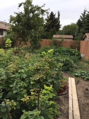 Ray Allen garden Regina SaskTel