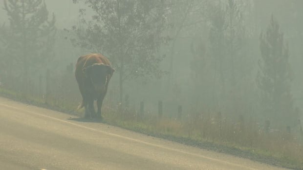 cow on road