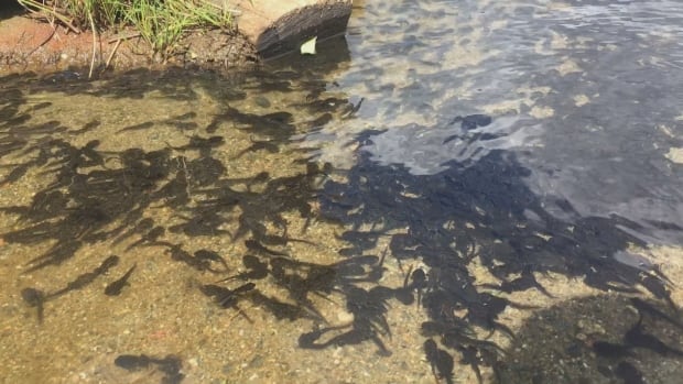 Tadpoles at Lost Lake