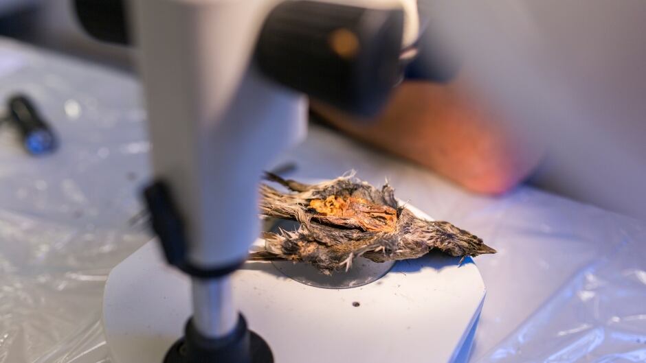 The 4,200-year-old redwing thrush's organs are perfectly intact.