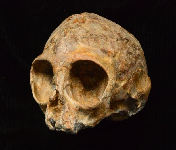 Alesi ape skull