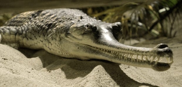 India Rare Reptile Deaths