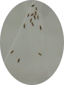 fruit flies