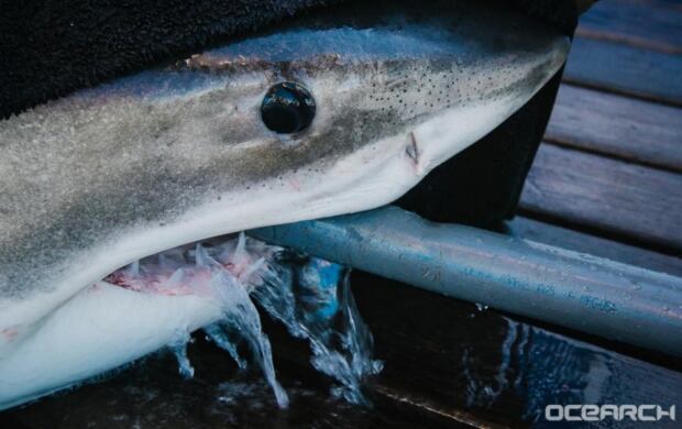George great white shark