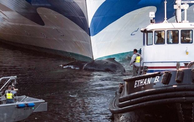 Cruise Ship Dead Whale