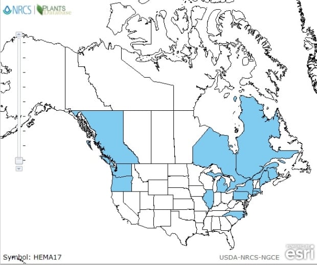 map of giant hogweed in canada - PLANTS database