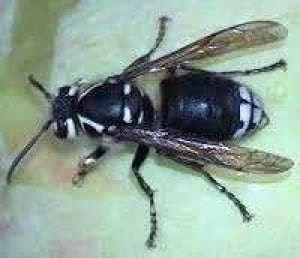 Bald-faced Hornet