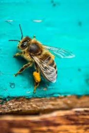 European Honey Bee