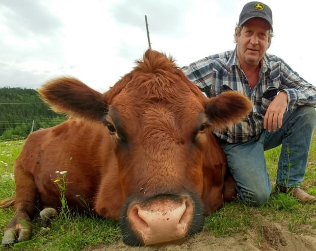 Angiers Cow