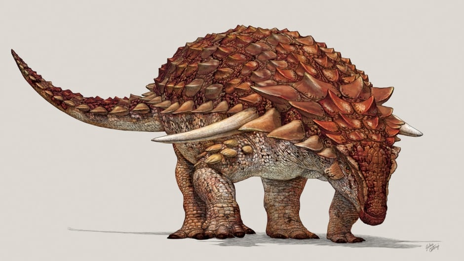 Artist's reconstruction of the new armoured nodosaur. The red coloration on top, and light coloured belly is an example of simple countershading camouflage