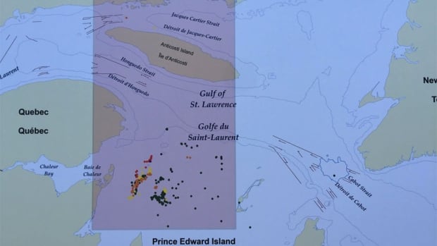 Aerial and boat-based North Atlantic right whale sightings, Gulf of St. Lawrence