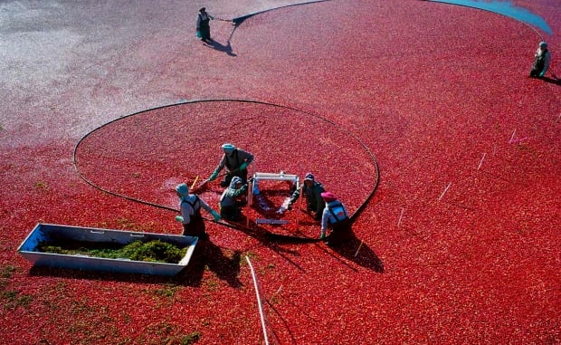Cranberry harvest