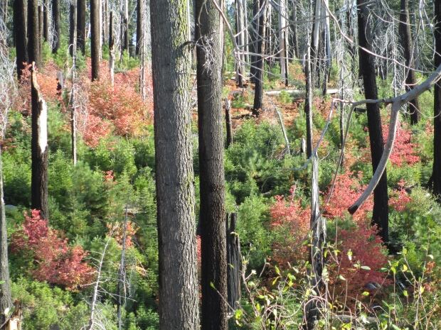 Snag Forest