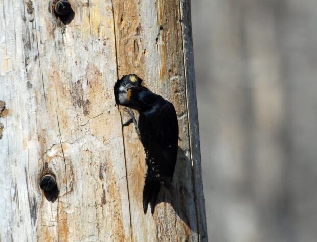Black-backed Woodpecker