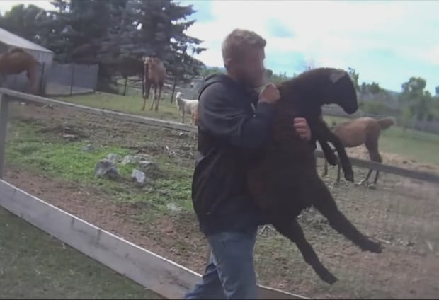 Papanack zoo protest video animal abuse - august 12 2017