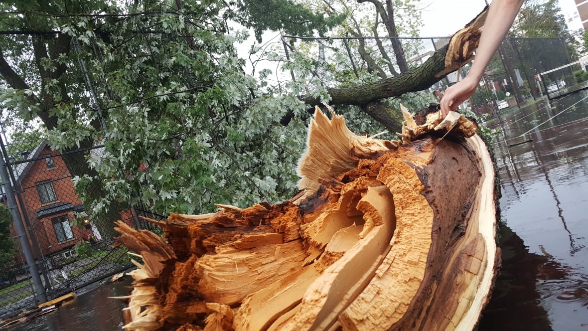 A look at the damage done by today's storm in Ottawa