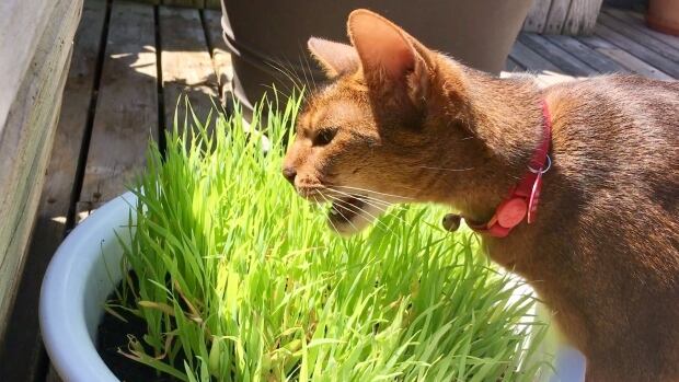 Elgharib's cat