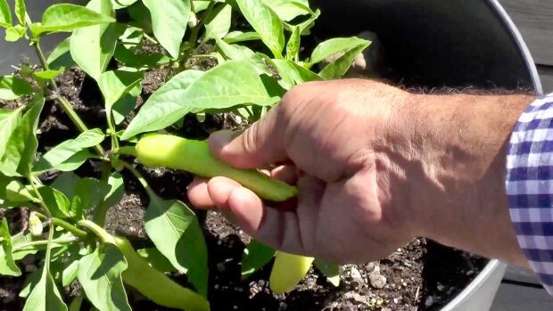 Picking a pepper