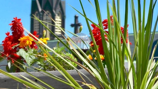 Flowers on rooftop garden