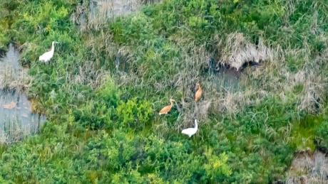 Whooping cranes