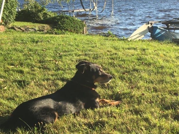Fatal dog shooting Eastern Townships