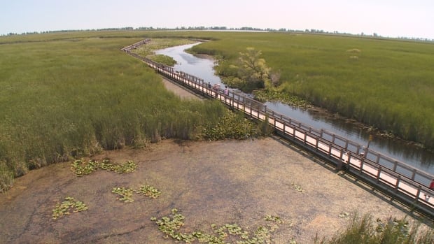Point Pelee, marsh thriving