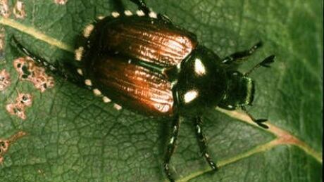 Japanese Beetle