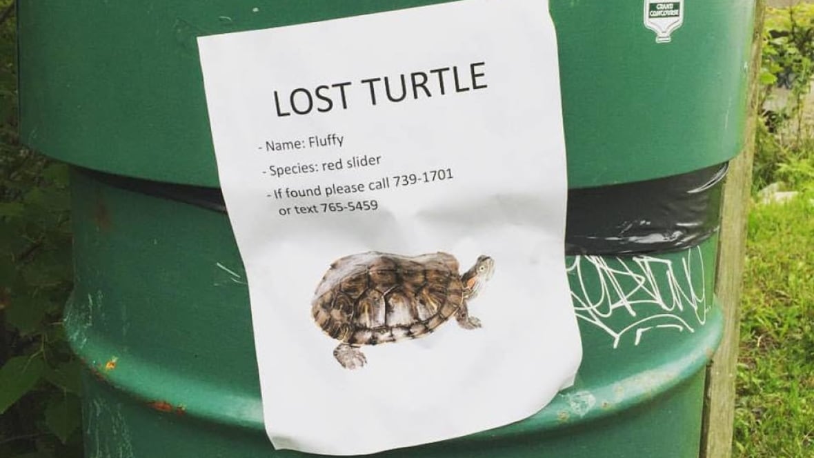 Turtle name. Turtle name